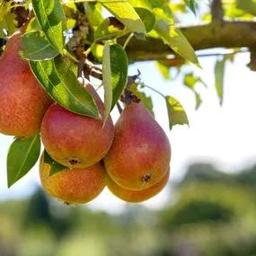 Pear Tree - Louise Bonne of Jersey (Pyrus communis 'Louise Bonne of Jersey') 1